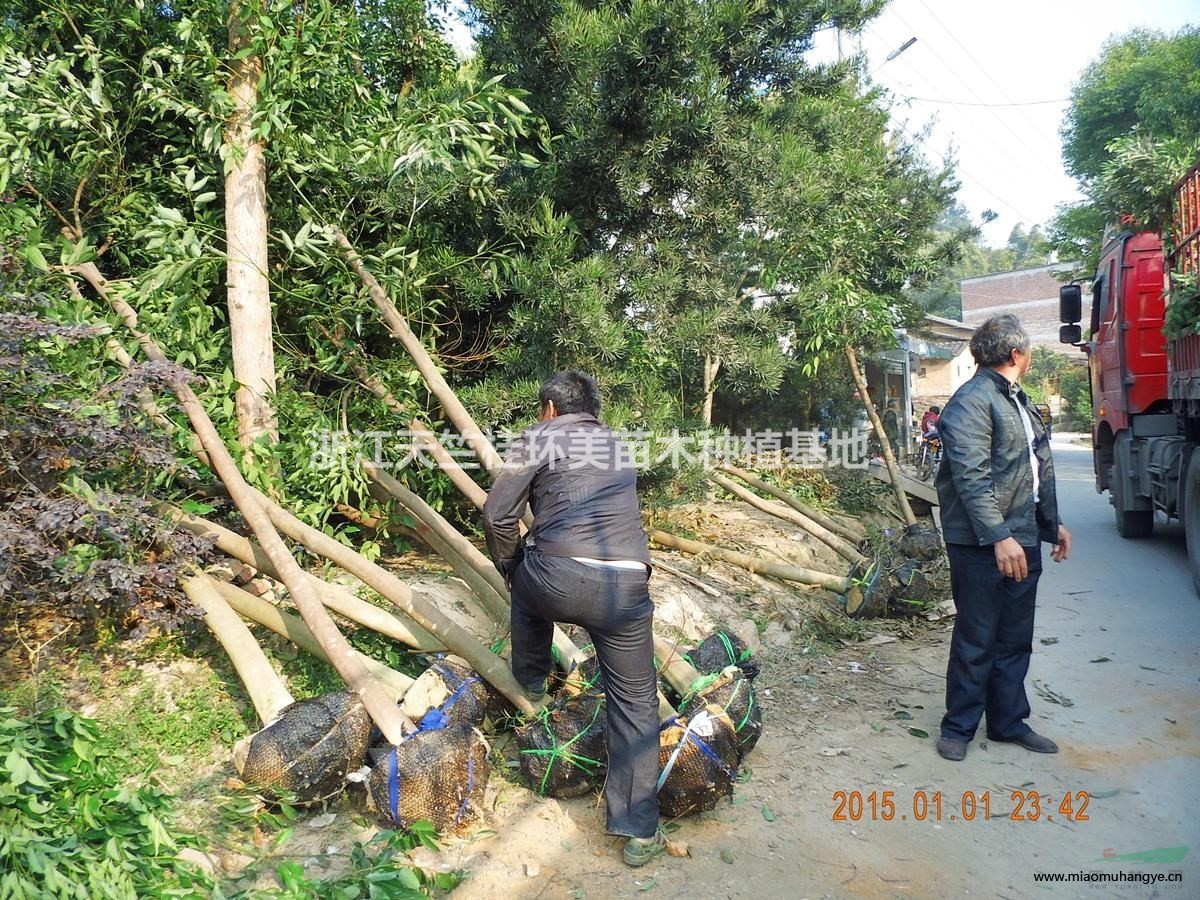 截桿羅漢松 羅漢松盆景坯子 殺頭羅漢松價(jià)格苗農(nóng)便宜出售