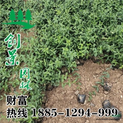 金邊黃楊球  種植基地_品種好_價格低 金邊黃楊球規(guī)格