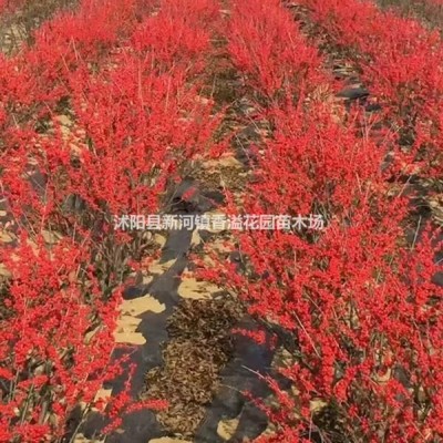 1.2-2米紅葉石楠球沭陽苗木基地