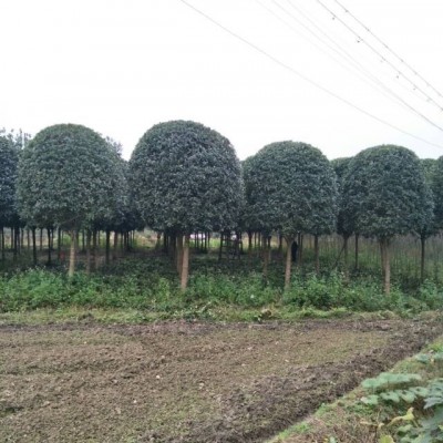 大量供應四川優(yōu)質羅漢松盆景