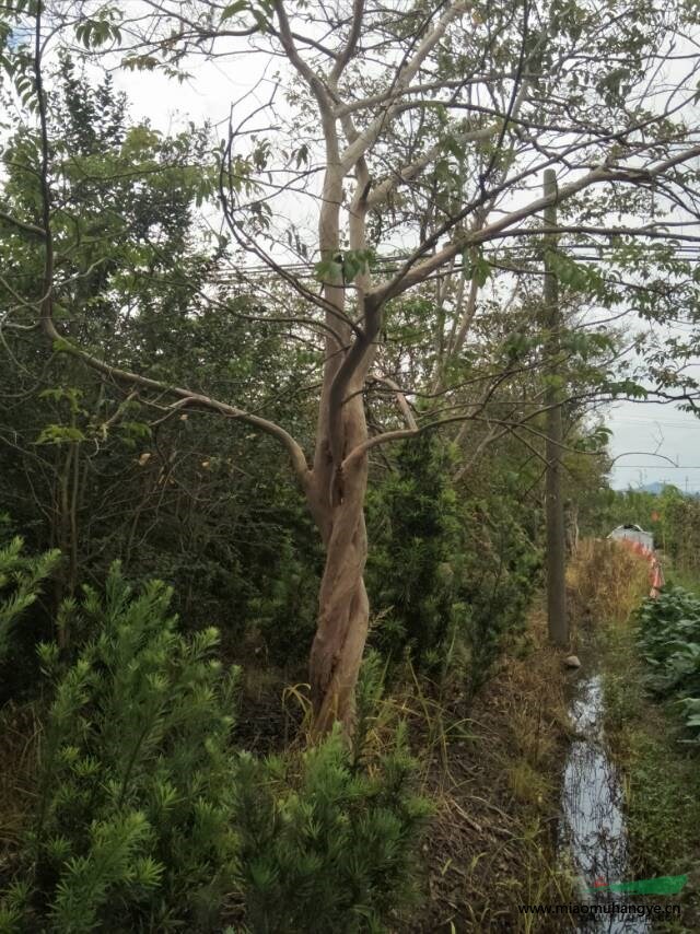 赤楠盆景