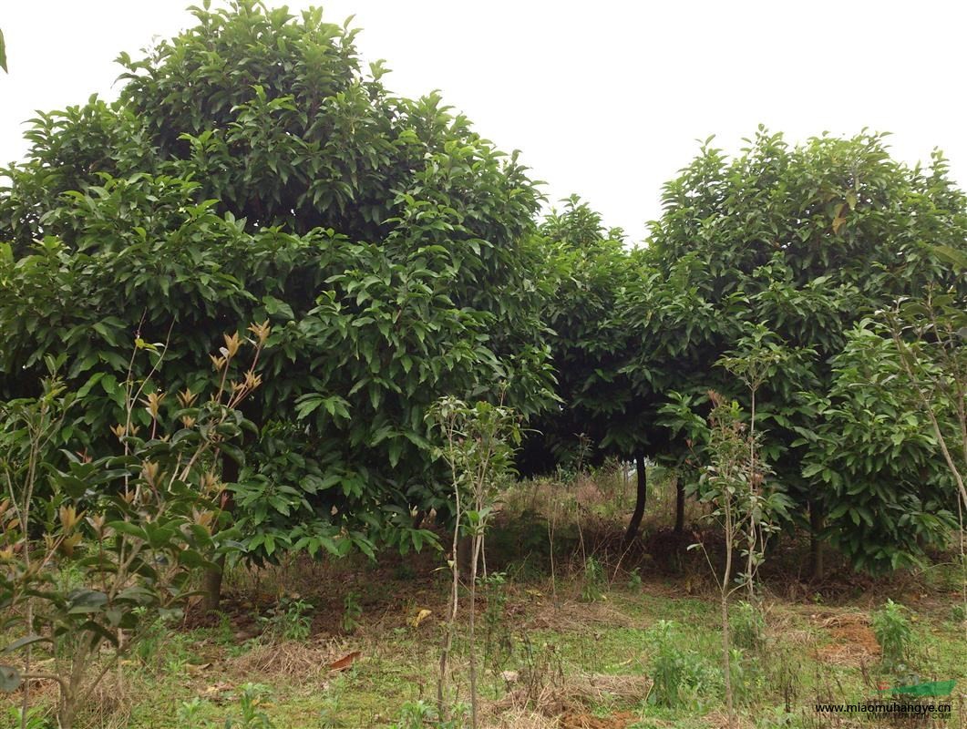 桂林白蘭花樹(shù)木出售