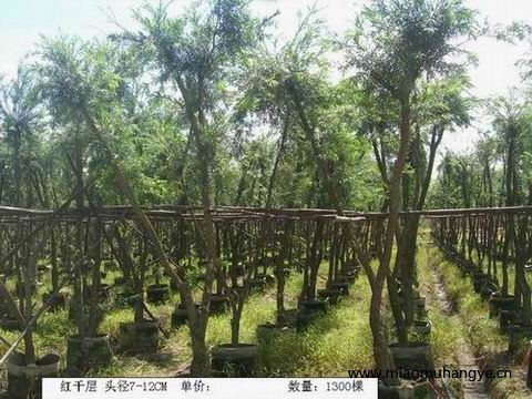 大量供應唐棕、紫薇、蘭花楹等綠化苗木