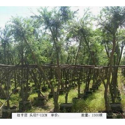 大量供應唐棕、紫薇、蘭花楹等綠化苗木