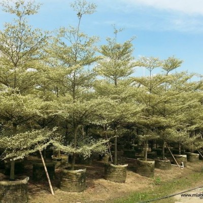 廣東樁景大紅花信息