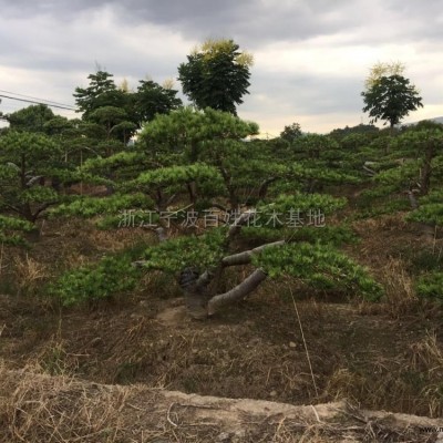 浙江地區(qū)供應(yīng)造型羅漢松，羅漢松盆景，雀舌羅漢松毛胚