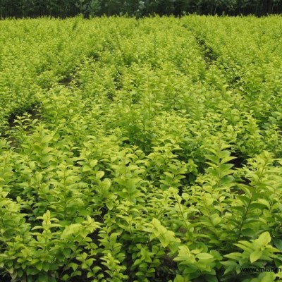 萬壽菊、矮牽牛、紅花酢漿草