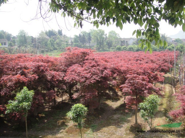 楊梅、紅楓、紫薇、香泡、移栽香樟、造型羅漢松、花卉盆景、花卉