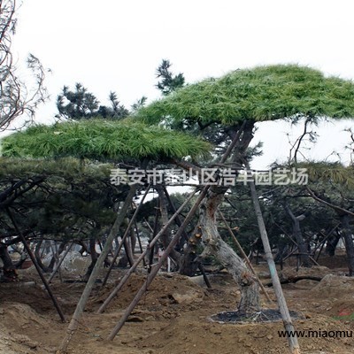 出售泰山景松易成活平頂松造型黑松哪有松樹多少錢