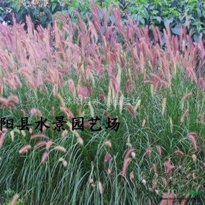 供應(yīng)各種水生植物 馬藺 馬蘭、馬韭 江蘇馬蘭花 韭蘭