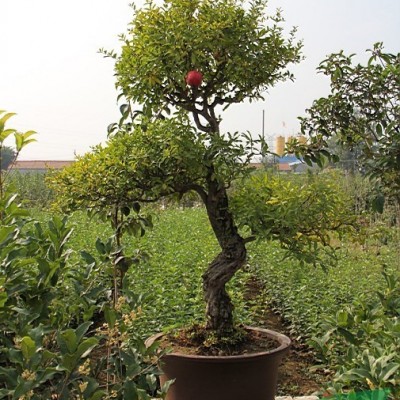 精樁桂花盆景，古樁桂花盆景，大型桂花盆景