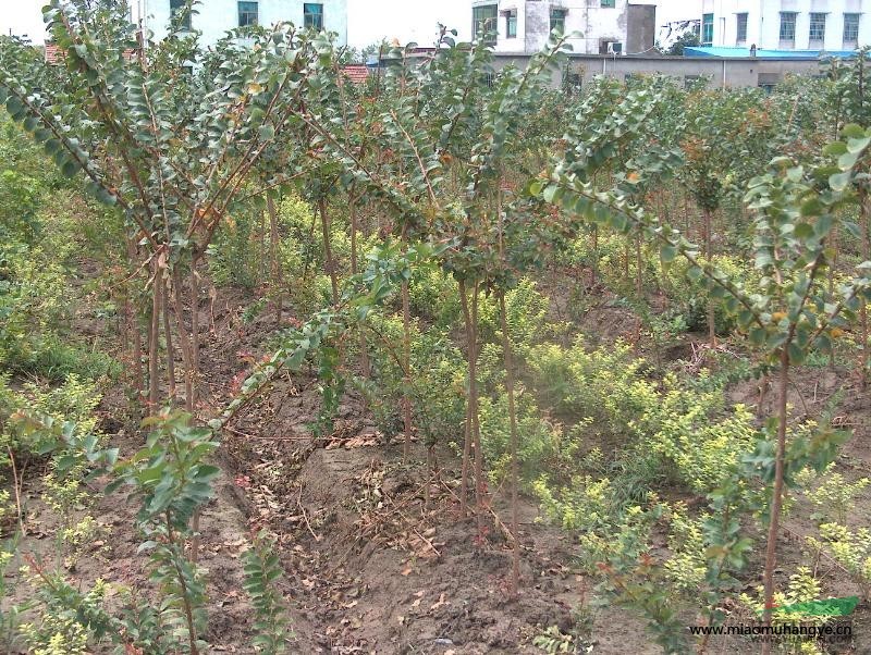 大量供應鮮花花卉、植物室內盆景、盆栽等