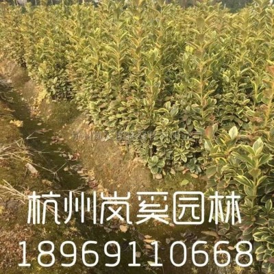 紅葉石楠球3圖片\紅葉石楠球3報(bào)價(jià)