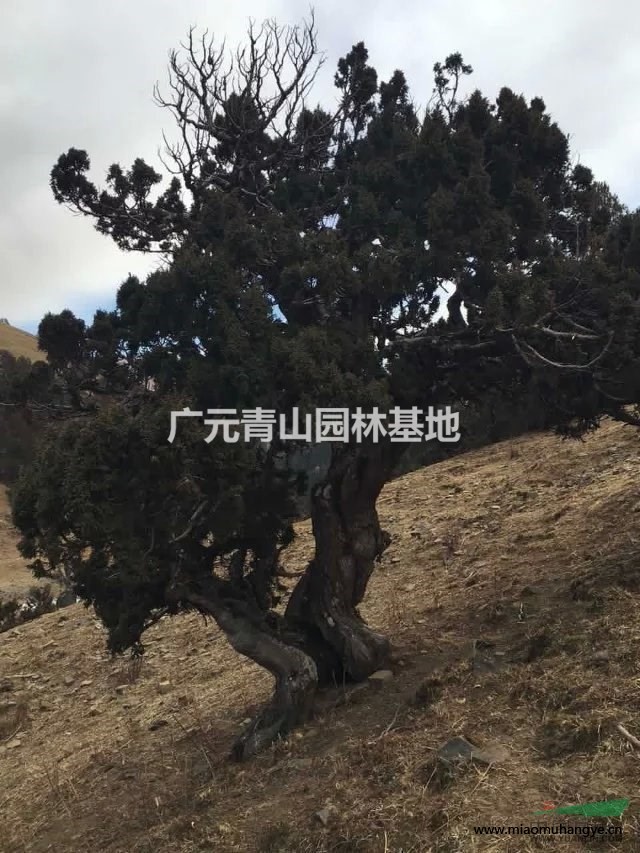 常年大量出售大規(guī)格柏樹盆景料和奇形怪狀的古樹