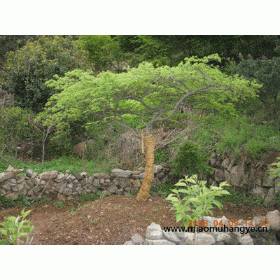 精品五針松及盆景