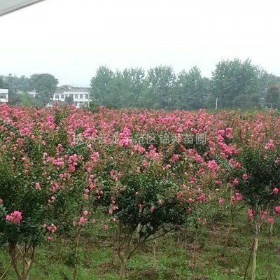 黑松，造型黑松，盆景黑松，黑松大樹(shù)，黑松價(jià)格，黑松基地