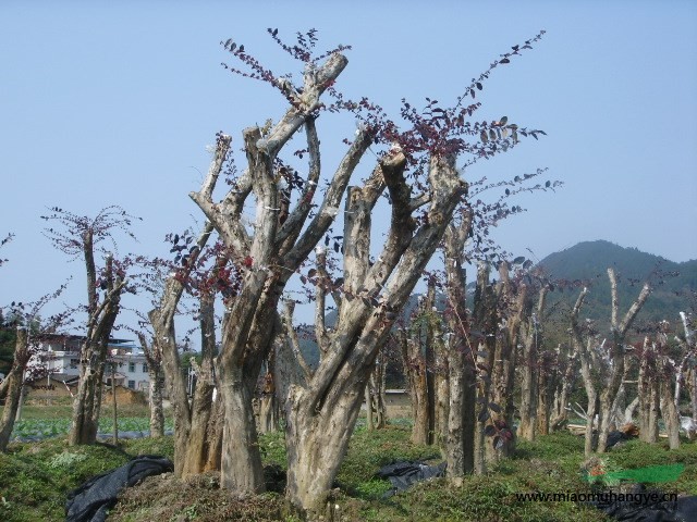 供應(yīng)羅漢松盆景