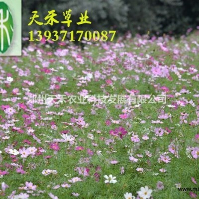 批發(fā)花種 波斯菊 金雞菊 蜀葵等花卉種子 花期長(zhǎng)