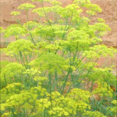 大量供應(yīng)腫柄菊、紫茉莉、醉蝶花、雛菊等野花組合種子