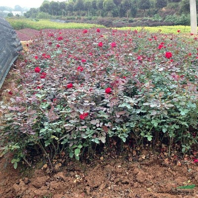 供應(yīng)一大批麥冬、金邊麥冬、紅花蔥蘭、白花蔥蘭、石竹