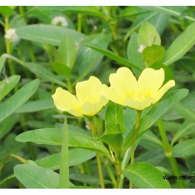 百子蓮行情報(bào)價(jià)\百子蓮圖片展示