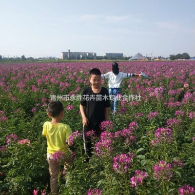 雛菊圖片/雛菊報價，雛菊花鏡花?；ㄌ镌炀?，雛菊種子種苗