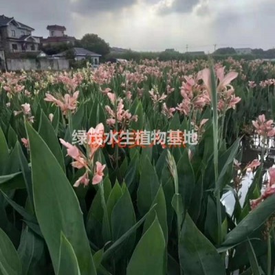 細(xì)葉芒，斑葉芒，花葉芒大量供應(yīng)！農(nóng)戶價(jià)