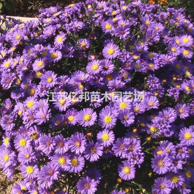 供應(yīng)斑葉芒