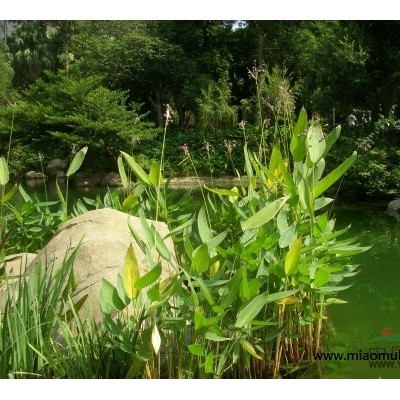 山東波斯菊 山東波斯菊種植 濰坊波斯菊 濰坊波斯菊銷售