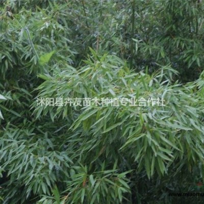 蔥蘭多年生草本地被植物 蔥蘭小苗價(jià)格