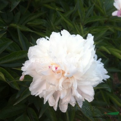 藍(lán)菊芍藥 陽臺盆栽花卉種子 翠菊花種子 藍(lán)菊 廠家直銷