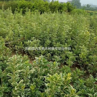 大濱菊多年草本生地被植物 大濱菊小苗價(jià)格