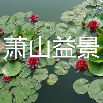 黑藻聚草燈芯草苦草萍蓬草金魚藻荷花路易斯安娜鳶尾菱角晨光芒