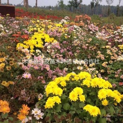 沭陽大量出售花葉蔓長春花  花葉蔓長春花價(jià)格