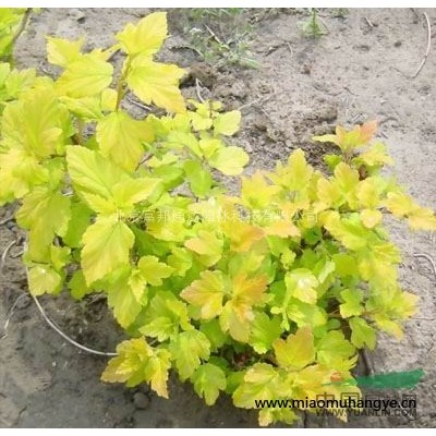 大量供應(yīng)二月蘭、飛燕草、風(fēng)鈴草、蜂室花等野花組合種子