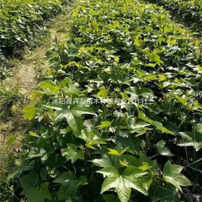 金葉佛甲草 景天科地被植物 金葉佛甲草小苗