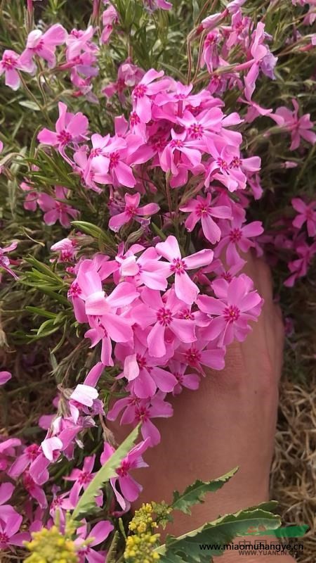 芝櫻「叢生福祿考」