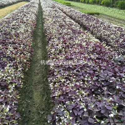 柳葉馬鞭草，多花筋骨草，千葉蓍草大量供應(yīng)