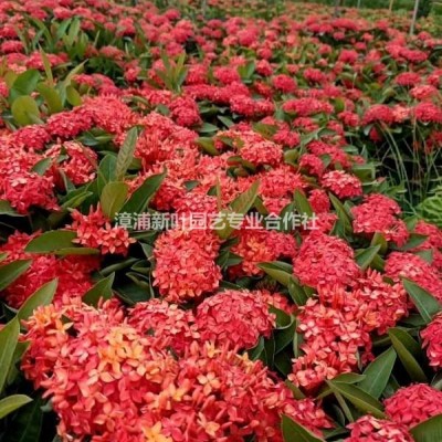 歐洲月季 長(zhǎng)春花 四季花 月季花行情報(bào)價(jià)/歐洲月季 長(zhǎng)春花 四季花 月季花圖片展示