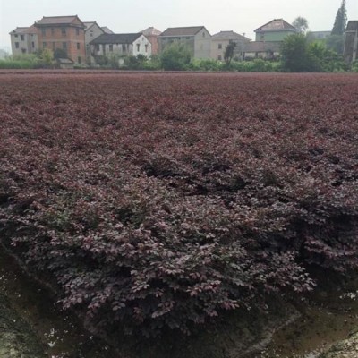 *低價供應(yīng)晨光芒，浙江杭州蕭山苗圃自產(chǎn)自銷