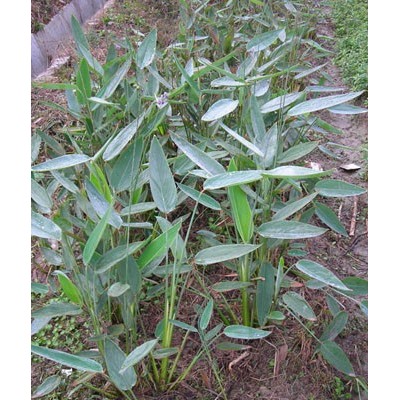 雨久花、茵草、火炬花