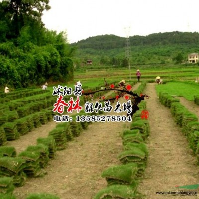 供應火星花 火星花苗 別名雄黃蘭 花卉苗木 火星花基地 沭陽花卉