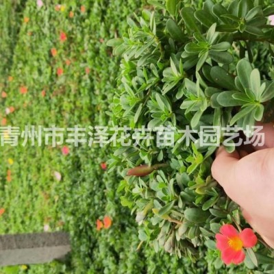 山東瓜葉菊種植基地