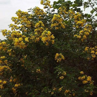 花葉燕麥草