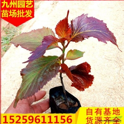 福建紅背桂小苗價格 漳州紅背桂袋苗批發(fā)便宜 處理紅背桂報價