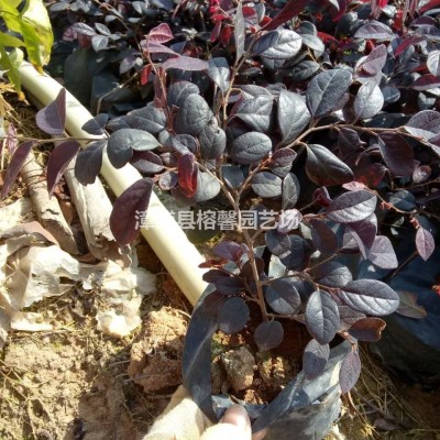 紅背桂袋苗杯苗哪里買，福建基地直銷，價格優(yōu)惠。