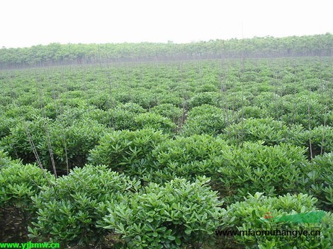 供應(yīng)一大批爬山虎、鳶尾、馬尼拉、菖蒲、花葉絡(luò)石