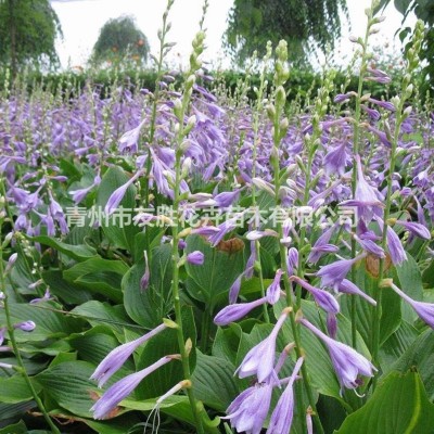 瓜葉菊種植生產(chǎn)基地青州瓜葉菊基地