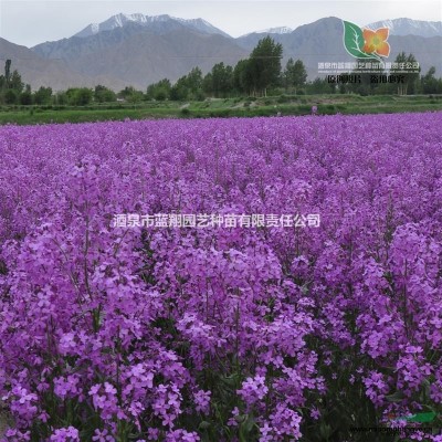 廠家直銷(xiāo) 藍(lán)香芥 毛地黃 火炬花 各種花卉種子批發(fā)