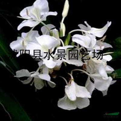 花葉芒，花葉芒供應(yīng)，花葉芒價格，花葉芒圖片